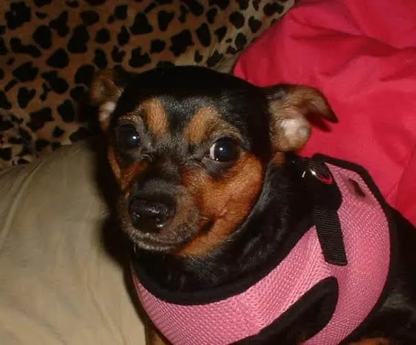 Beanie the Chihuahua