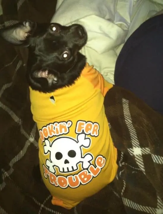 Snoopy the Chihuahua