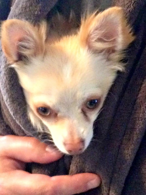 Louie the Chihuahua