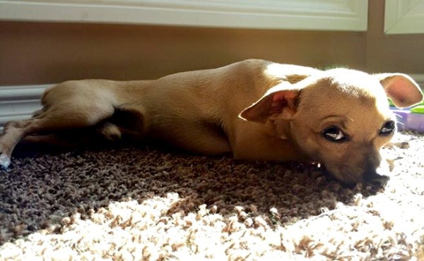 Zac the Chihuahua