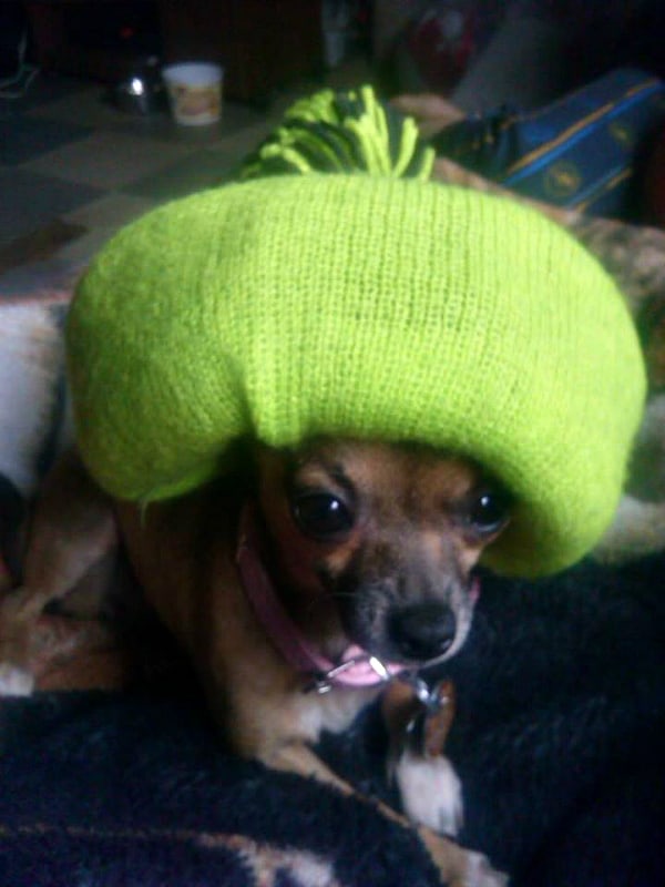 Jenesis the Chihuahua