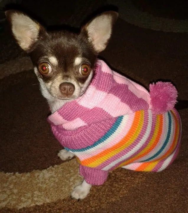 Hazel the Chihuahua