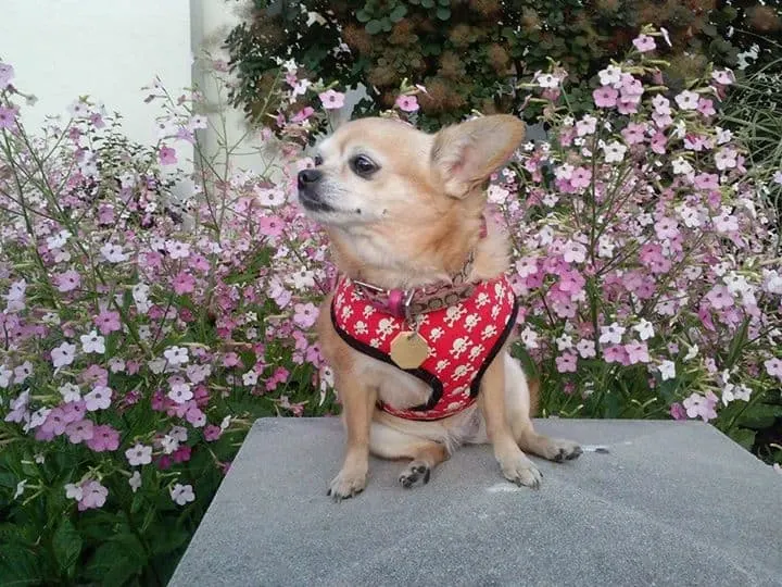 ChiChi the Chihuahua