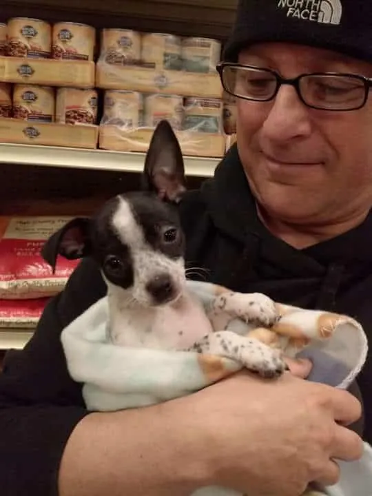 Pepe the Chihuahua and his dad