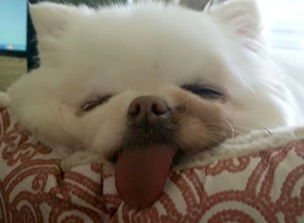 white Chihuahua