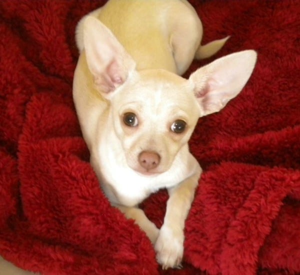 Fawn Chihuahuas | I Love My Chi