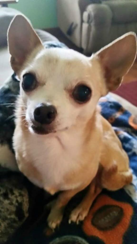 Tootsie the Chihuahua