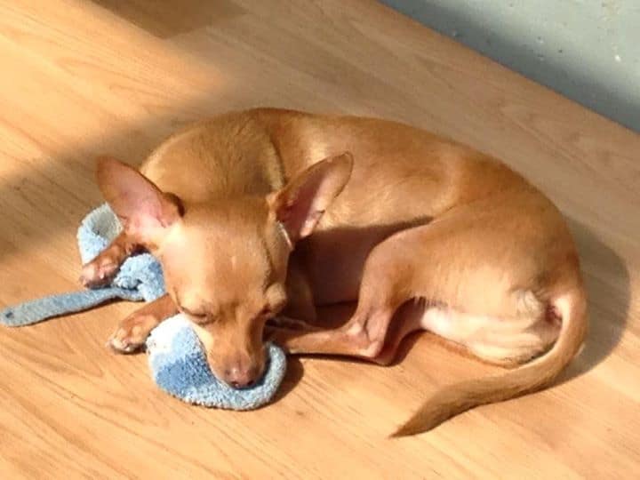 Fawn Chihuahua