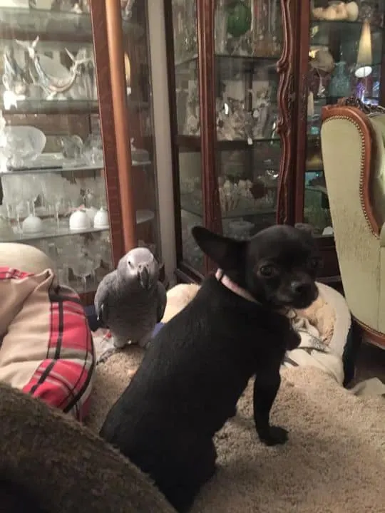 Zoey the Chihuahua and Danny the bird