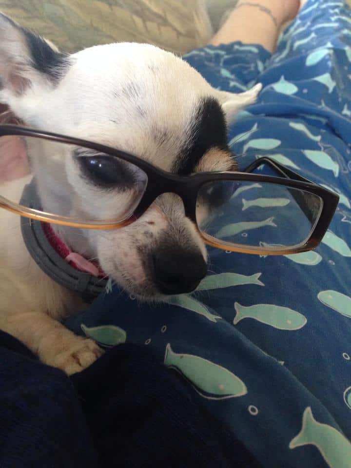 Chihuahua with glasses