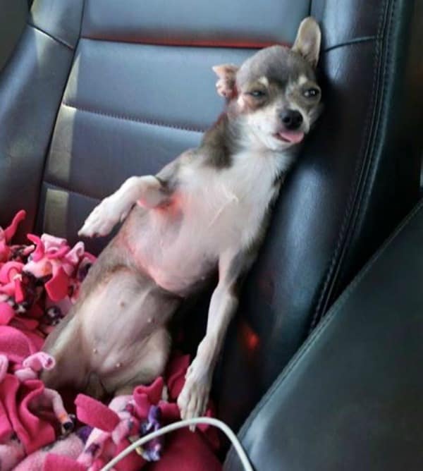 Chichi the Chihuahua