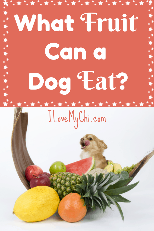 what fruit is safe for dogs to eat