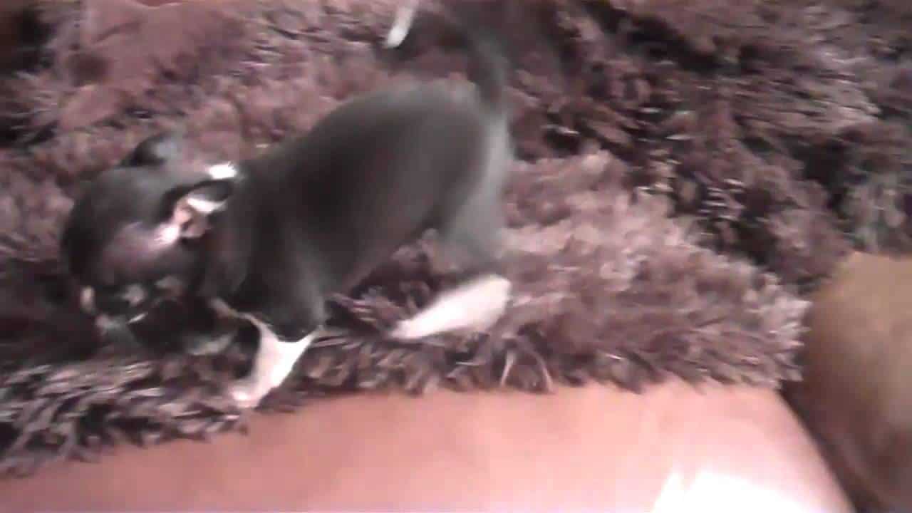 chihuahua puppy on furry rug