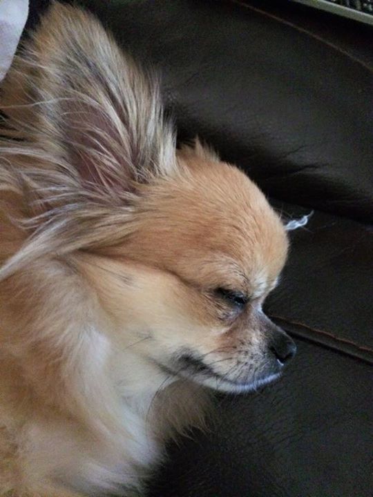  long haired Chihuahua