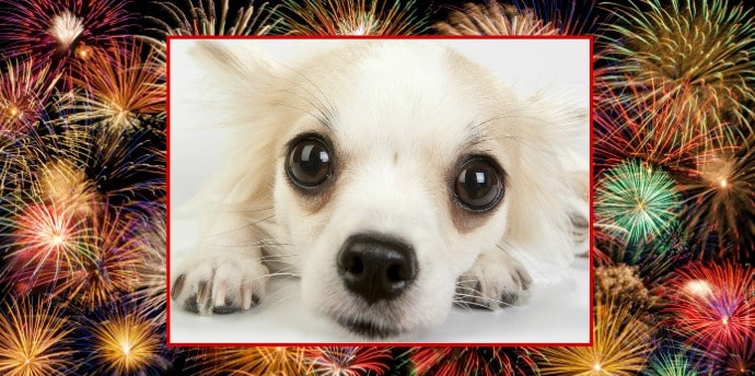 fireworks and dogs