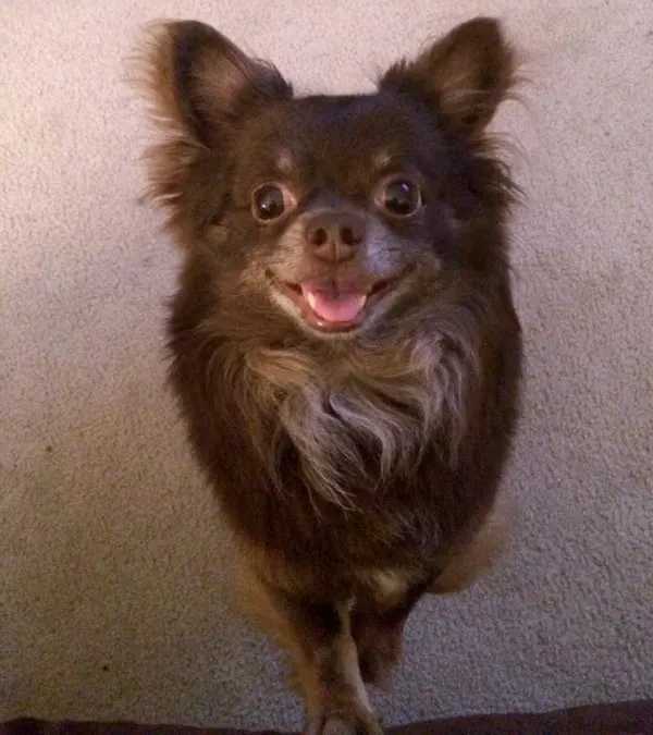 happy Chihuahua