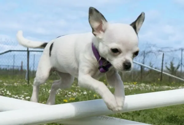 Chihuahua best sale agility training