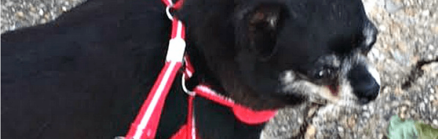 black chihuahua with red harness