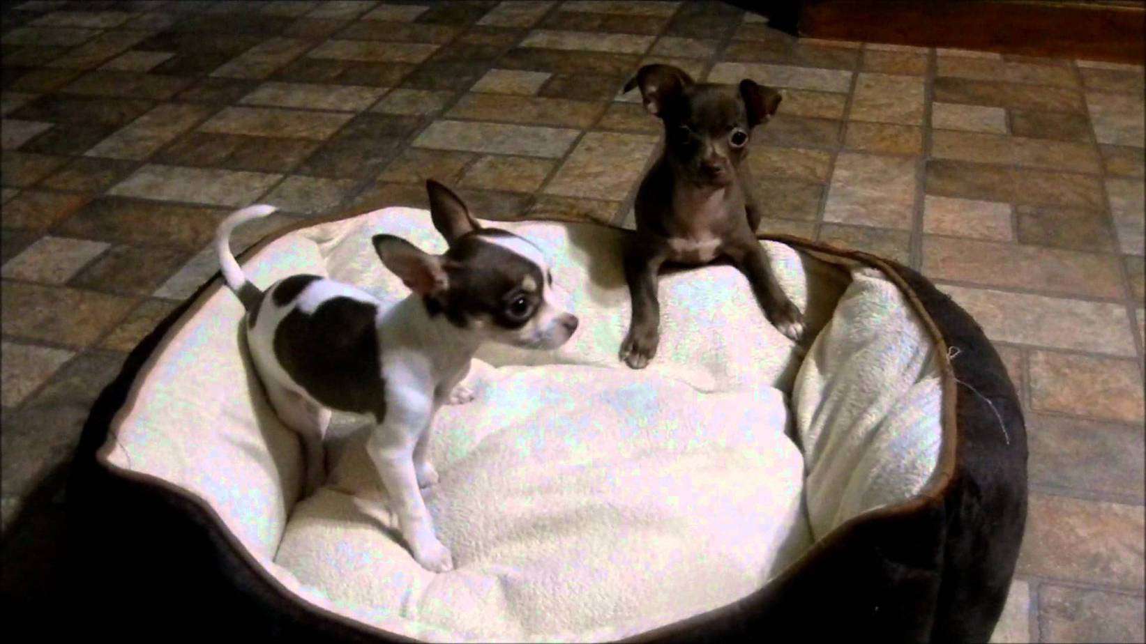2 chihuahua puppies on dog bed