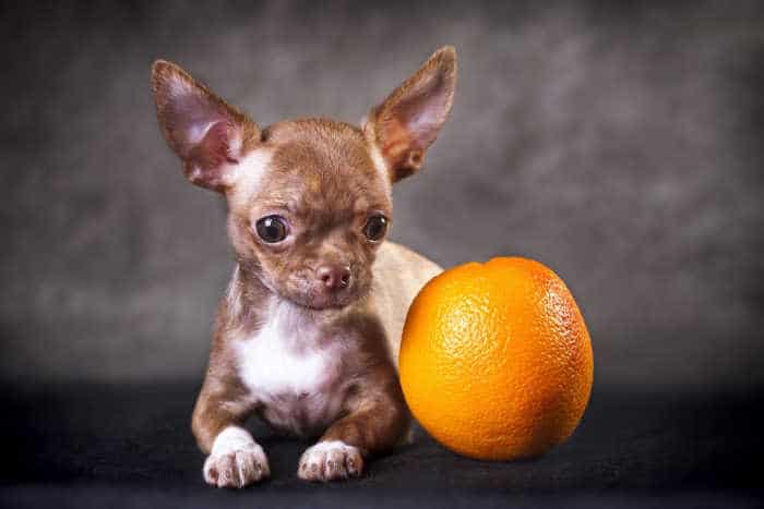 chihuahua with an orange