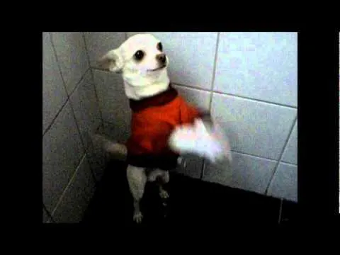white Chihuahua in red shirt