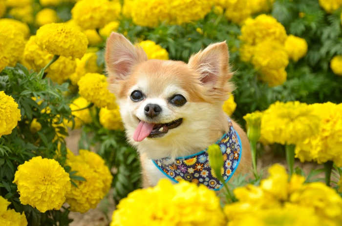 Orange and white long hair Chihuahua with tongue out sitting with yellow flowers.