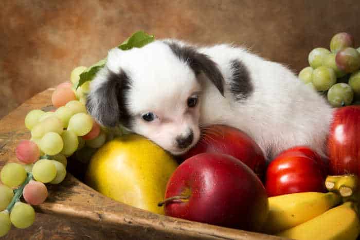 white and black chihuahua puppy laying in bowl of fruit