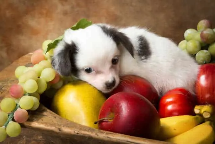 white and black chihuahua puppy laying in bowl of fruit