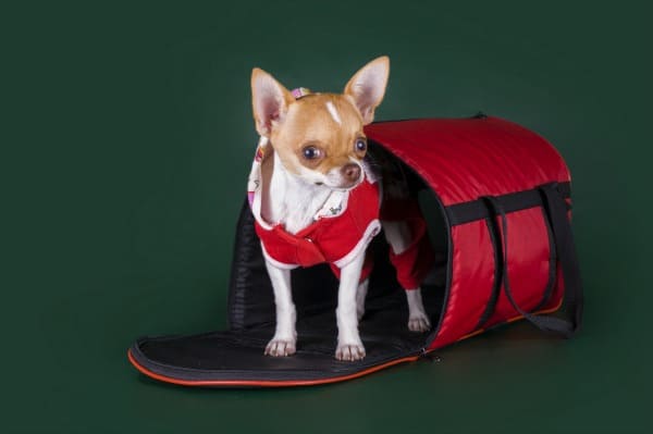 fawn and white chihuahua standing in red pet carrier on green background