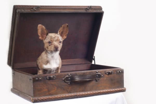 Chihuahua in a suitcase.