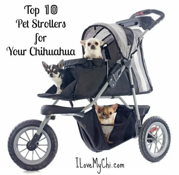 chihuahua stroller meme
