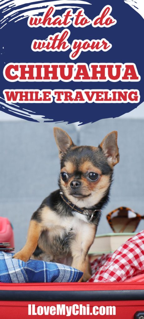 cute chihuahua standing in suitcase