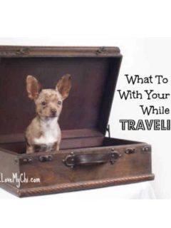 chihuahua dog sitting inside and old fashioned suitcase