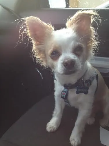 Zeppy the Chihuahua