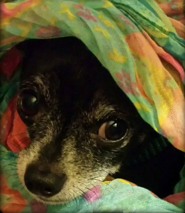 Chihuahua under blanket