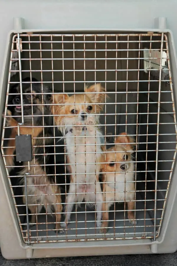 3 Chihuahuas in kennel