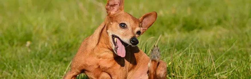 red Chihuahua in grass scratching