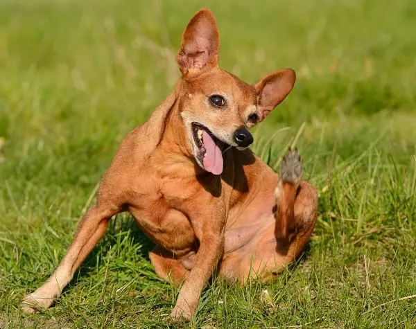 Safe flea treatment for hot sale chihuahuas