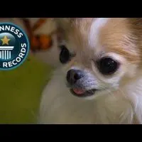 World's Smallest Service Dog