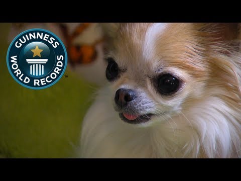 World's Smallest Service Dog