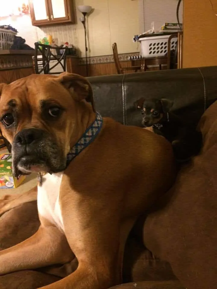 Zeus the Boxer and Stevie the Chihuahua