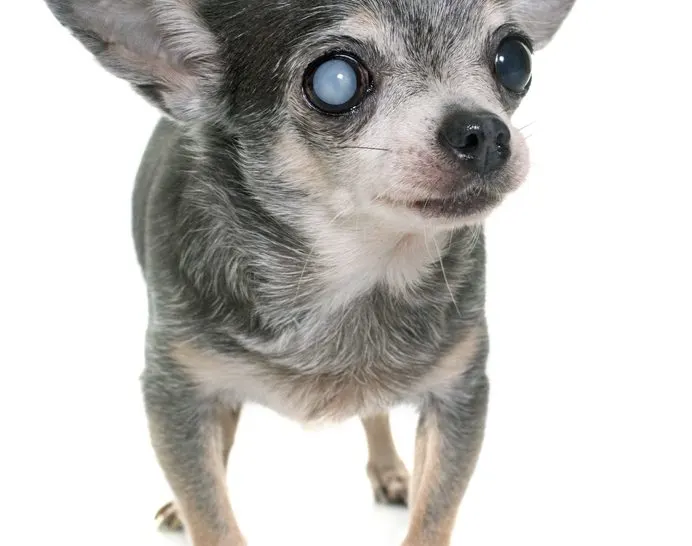 Old chihuahua with cataract in front of white background.