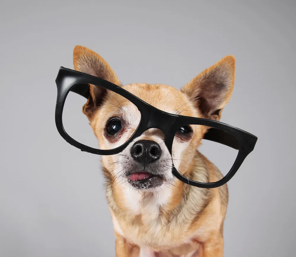 Fawn Chihuahua with glasses on.