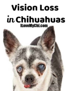 elderly blind chihuahua dog