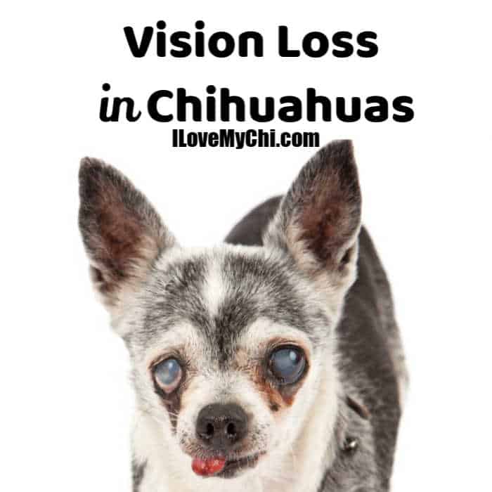 Elderly blind chihuahua dog.