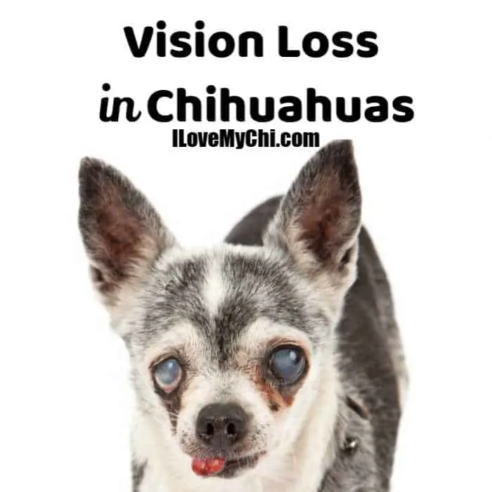 elderly blind chihuahua dog