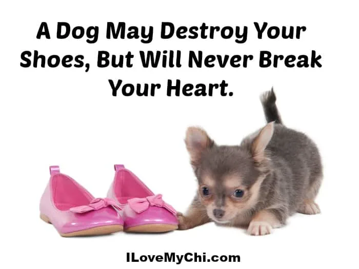 Chihuahua puppy is playing with pink ballerina shoes