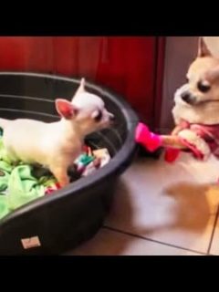 do all chihuahuas go blind