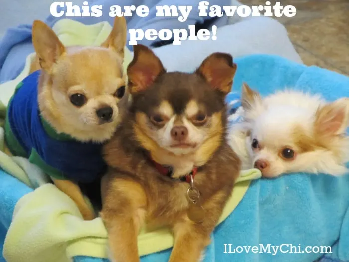 chis are my favorite people