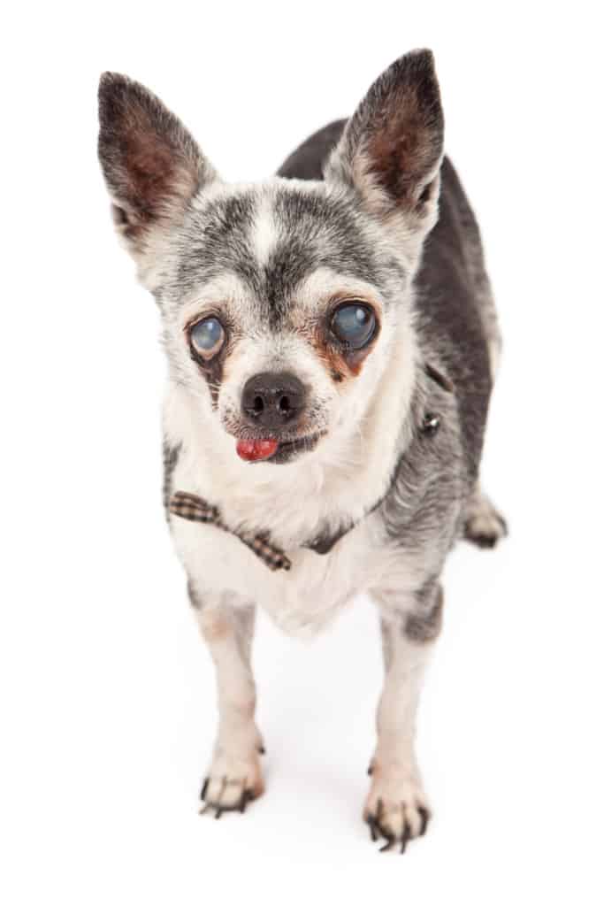 Blind chihuahua wearing a bowtie.